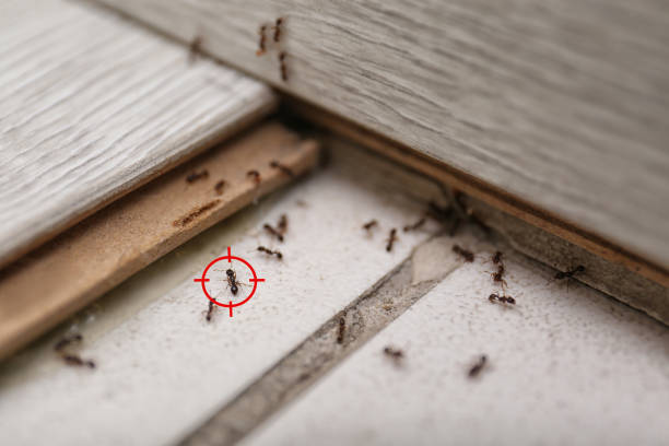 Best Pest Prevention Services  in Anadarko, OK