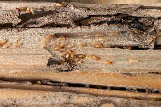 Trusted Anadarko, OK Pest Control Experts